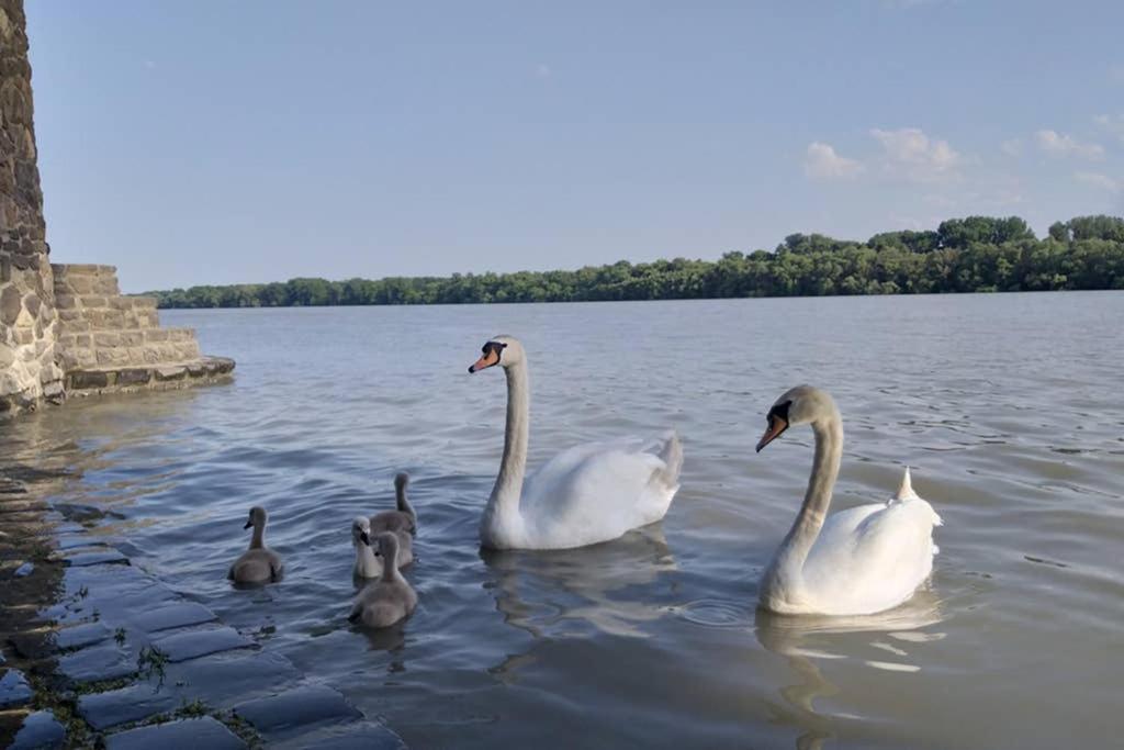 Tölgyerdő Kismaros